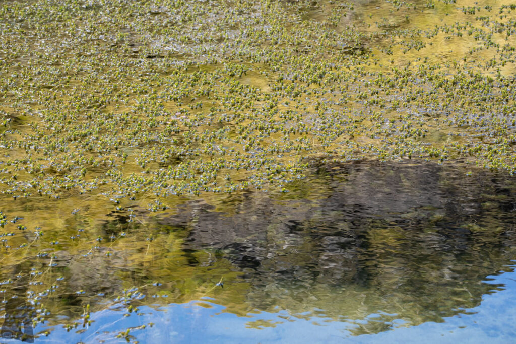 Faust, Libretto Range, Camp by its Colorful Tarns on the Ridge The plants contributed to the tarn’s diverse tones.