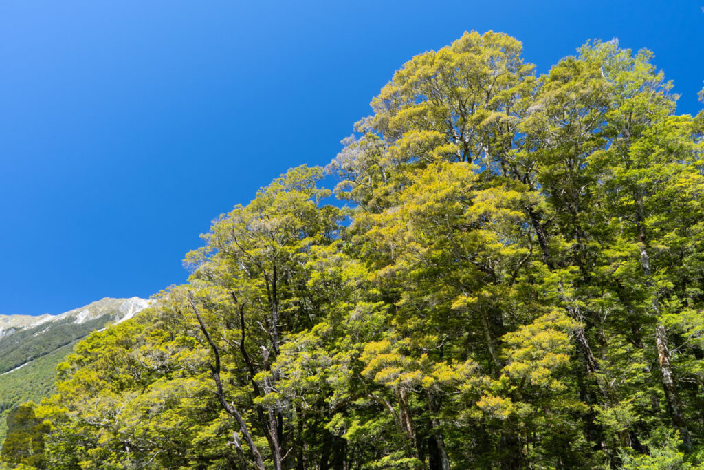 Blue Lake & Sabine Track-Moss Pass-D’Urville Track; Revisit the Clearest Fresh Water in the World on a Lesser-Visited Route