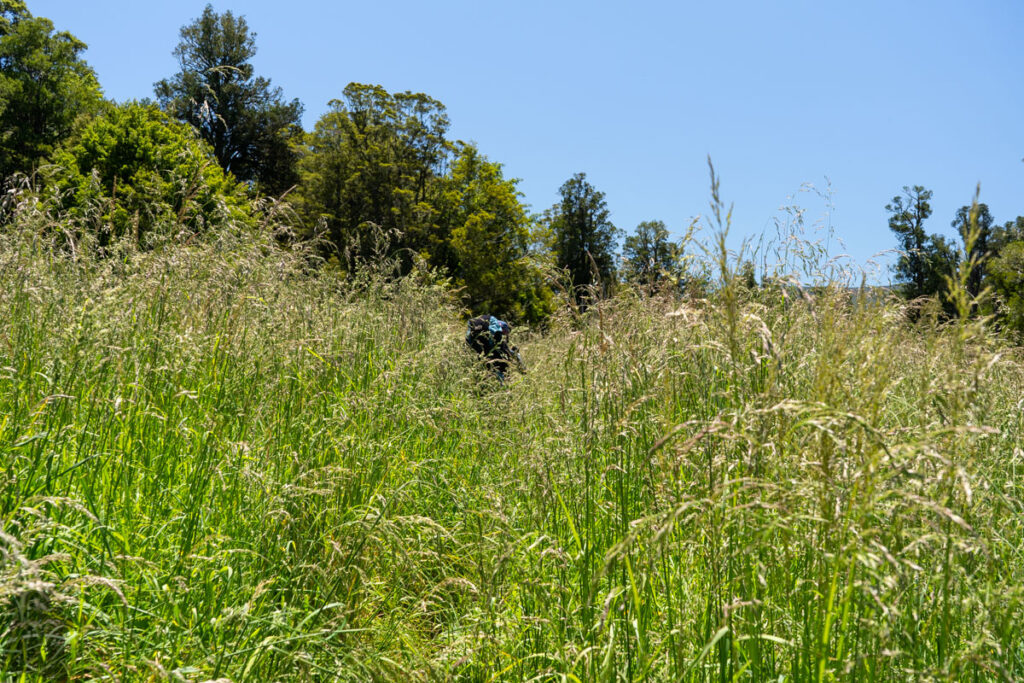 Blue Lake & Sabine Track-Moss Pass-D’Urville Track; Revisit the Clearest Fresh Water in the World on a Lesser-Visited Route The tall grass poisoned my partner.