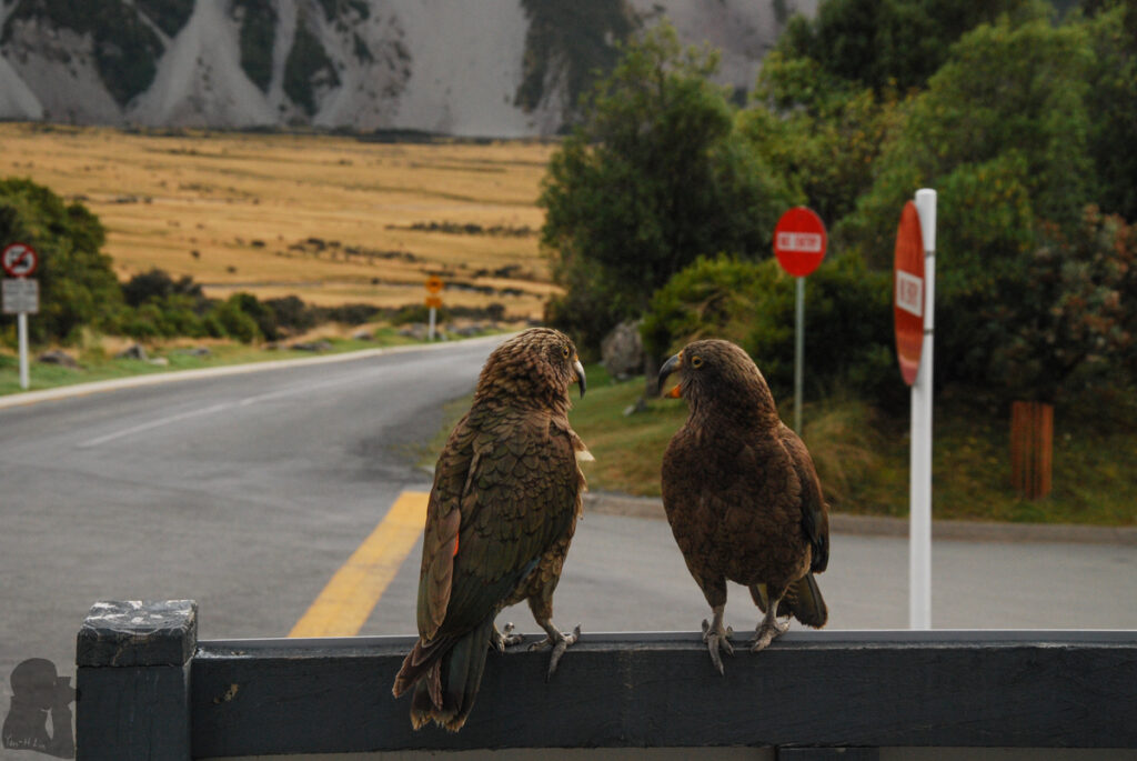 Aoraki / Mount Cook, the Busiest Village beneath the Highest Peak Kea