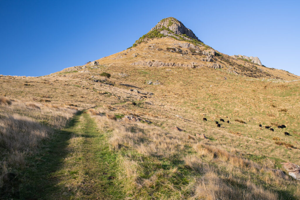 Mount Herbert / Te Ahu Pātiki, Overlooking the Canterbury and Beyond on the Tallest Mountain of Banks Peninsula The Monument, the very prominent peak you can see from the roadside