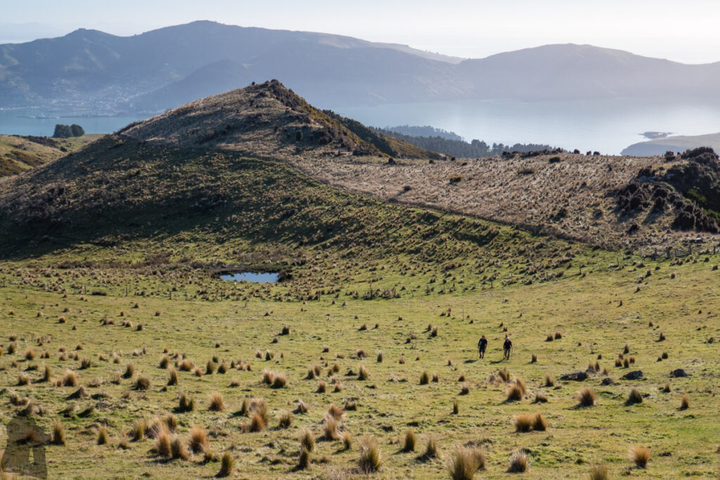 Mount Herbert / Te Ahu Pātiki, Overlooking the Canterbury and Beyond on the Tallest Mountain of Banks Peninsula Mt. Herbert Walkway