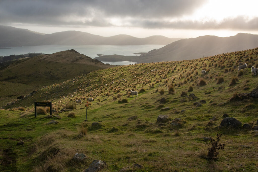 Mount Herbert / Te Ahu Pātiki, Overlooking the Canterbury and Beyond on the Tallest Mountain of Banks Peninsula Mt. Herbert Walkway