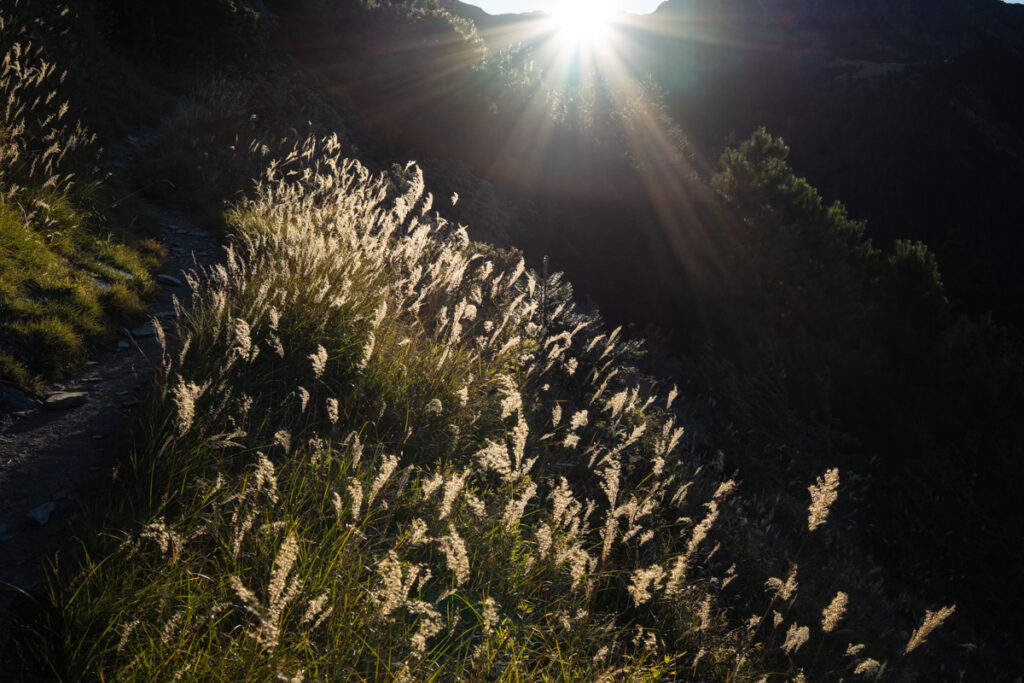 starry grass