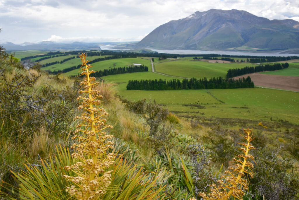 Peak Hill, the Gentle Hill Flanked by the Peaceful Lake Coleridge and Braided Rakaia River speargrass
