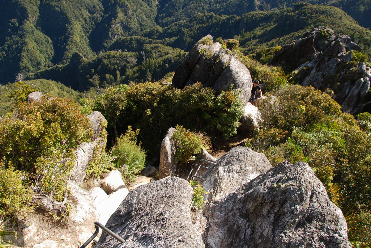 Pinnacles Walk (Kauaeranga Kauri Trail)
