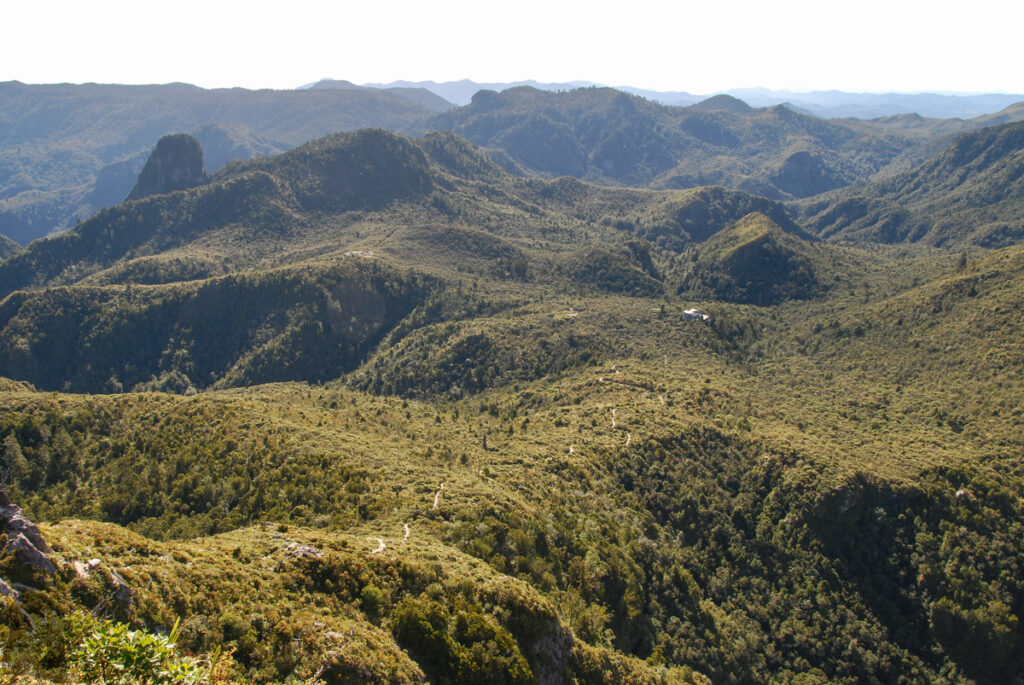 The Pinnacles, the Magnificent Summit on Coromandel Peninsula, via Kauaeranga Kauri Trail Pinnacles Walk (Kauaeranga Kauri Trail)
