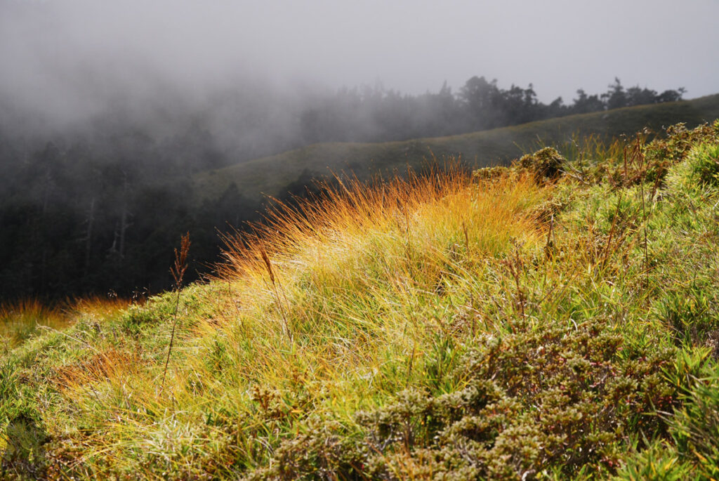 Qilai East Ridge (奇萊東稜), the Challenging Trail in the Dense Arrow Bamboos The grassy field near Panshishan West Peak (磐石山西峰)