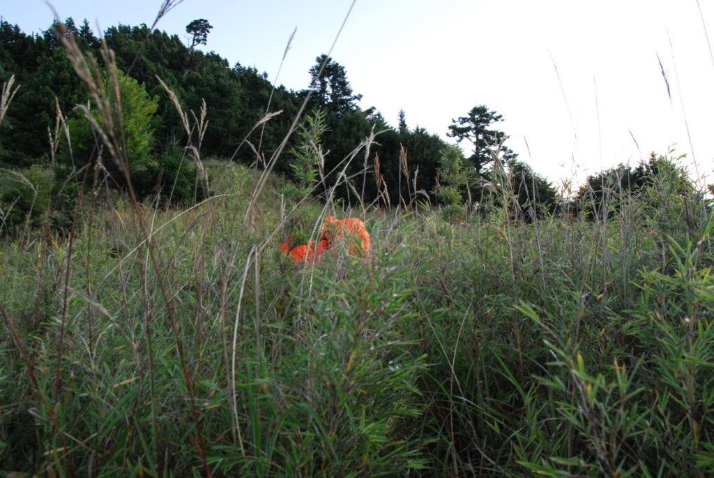 Qilai East Ridge (奇萊東稜), the Challenging Trail in the Dense Arrow Bamboos dense bush