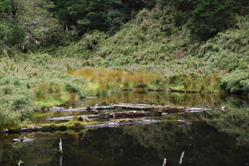 Qilai East Ridge (奇萊東稜), the Challenging Trail in the Dense Arrow Bamboos Ping-An Pond (平安池)