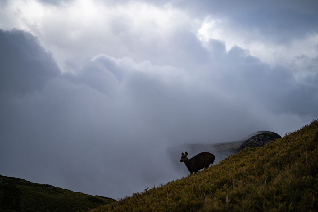 Qilai North Face to Pingfengshan (奇萊北壁下屏風), the Spectacular Trail that I Waited for 12 Years A Formosan sambar