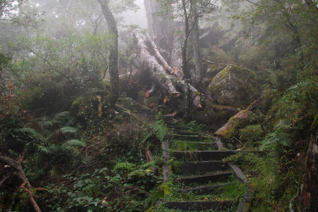 South Section 1 (南一段), the Alpine Trail in Southern Taiwan that Traverses the Splendid Cloud Heaps of slippery steps to climb before Kuhanuosin Cabin (庫哈諾辛山屋)