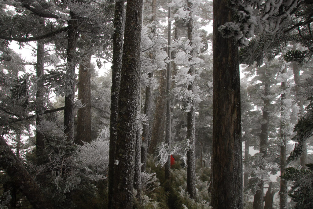 South Section 1 (南一段), the Alpine Trail in Southern Taiwan that Traverses the Splendid Cloud A foggy and windy day