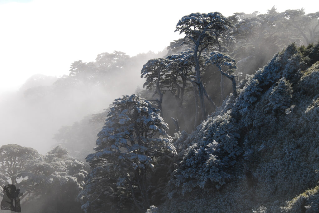 South Section 1 (南一段), the Alpine Trail in Southern Taiwan that Traverses the Splendid Cloud South Section 1