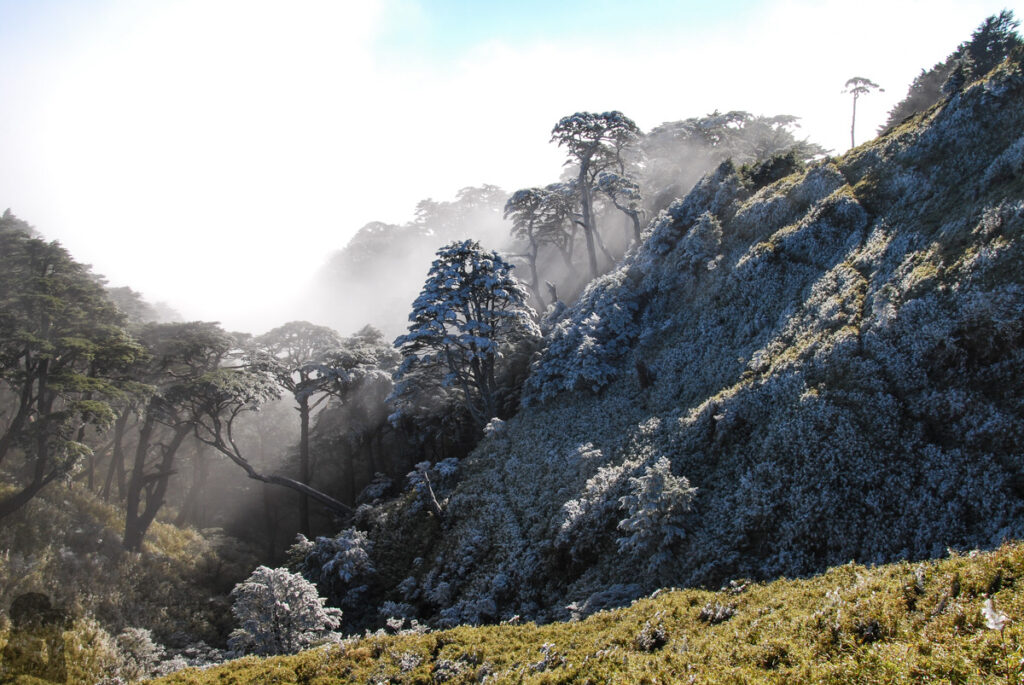 South Section 1 (南一段), the Alpine Trail in Southern Taiwan that Traverses the Splendid Cloud Morning frost still stayed on the trees, a surreal scene in southern Taiwan.
