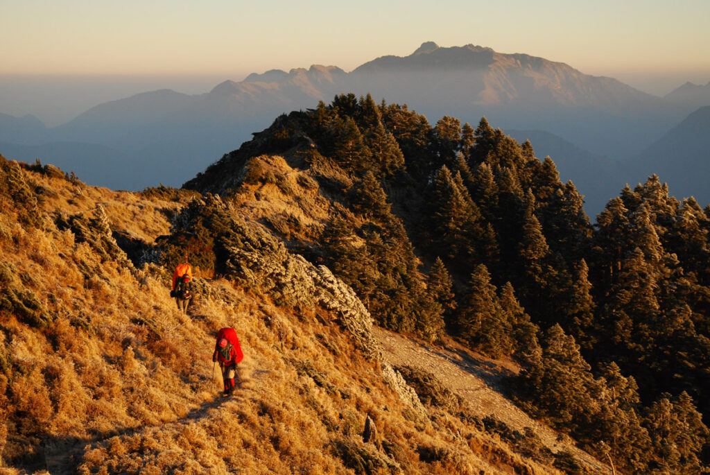 South Section 1 (南一段), the Alpine Trail in Southern Taiwan that Traverses the Splendid Cloud Morning sun turned frosty plants into a golden coat on the landscape while we were approaching the summit of Guanshan.