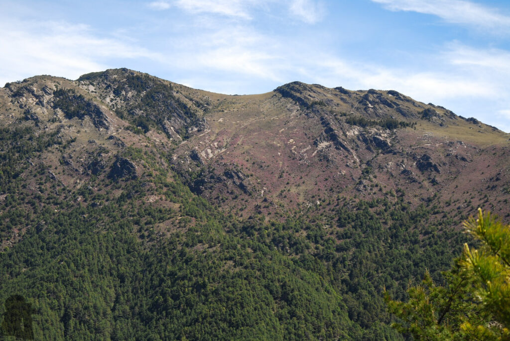 Dashueikushan (大水窟山) was decorated with the massive bloom of red-hairy rhododendron in June.