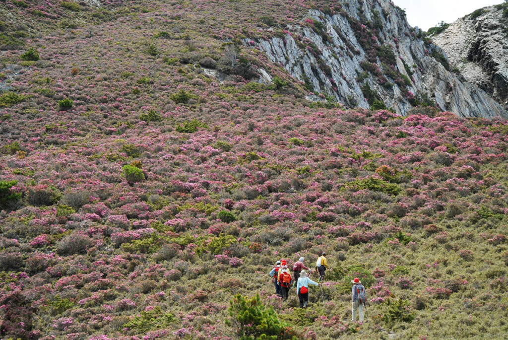 Hiking into the bloom of red-hairy rhododendron on the path to Dashueikushan