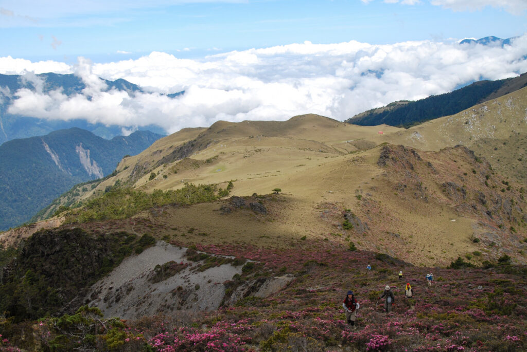 Hiking into the bloom of red-hairy rhododendron on the path to Dashueikushan