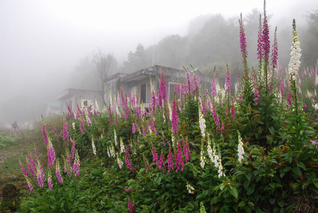 Guangao Hiking Service Station (觀高登山服務站)