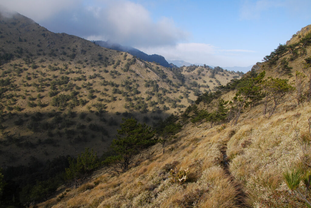 Lulu Valley featured these trees growing in a dispersed pattern.