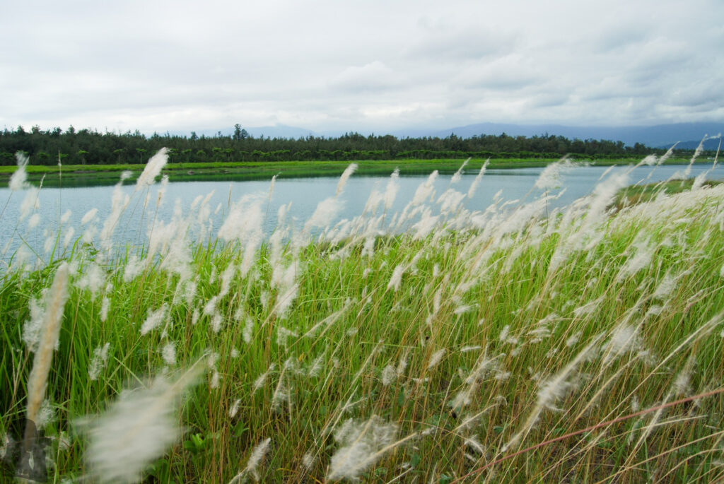 Taitung Forest Park (台東森林公園), the Urban Park with Soothing Lakes by the Pacific Ocean Taitung Forest Park