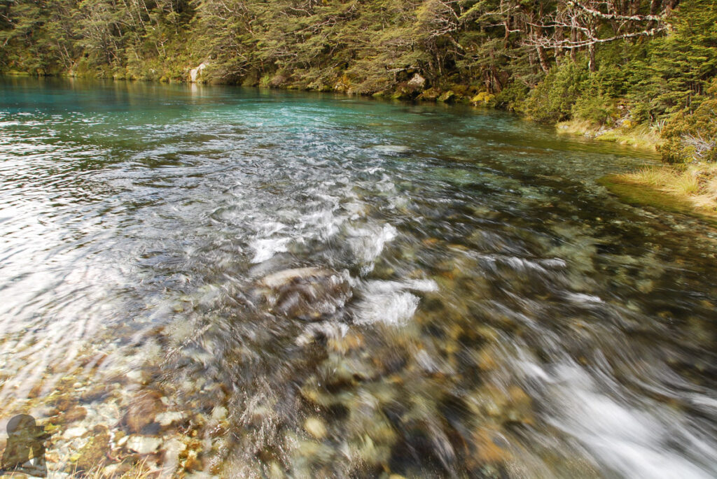 Spring inflow from the forest