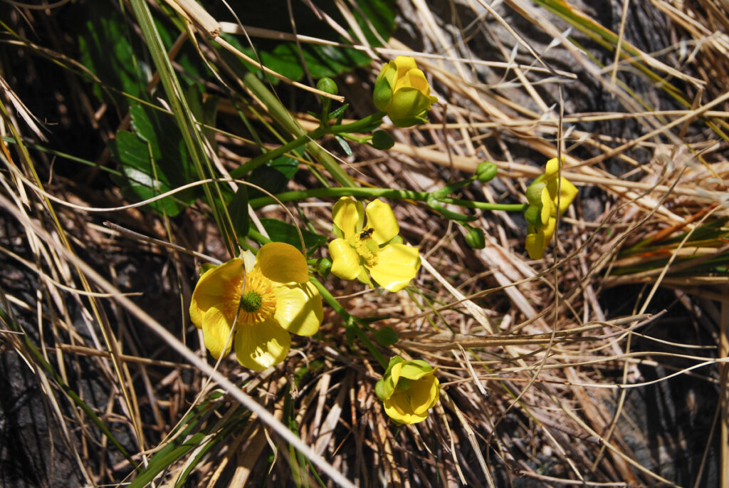 yellow flowers