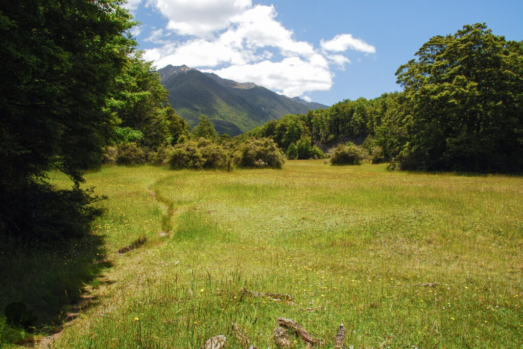 lushy meadow