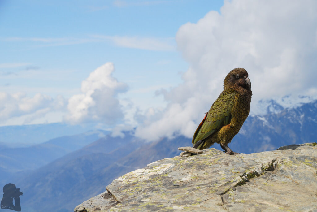 Ben Lomond; the Most Rewarding Climb to View Queenstown and Lake Wakatipu Kea