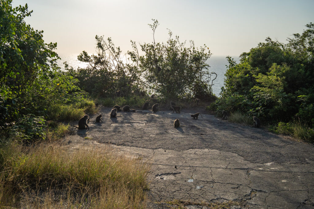 monkeys on the road