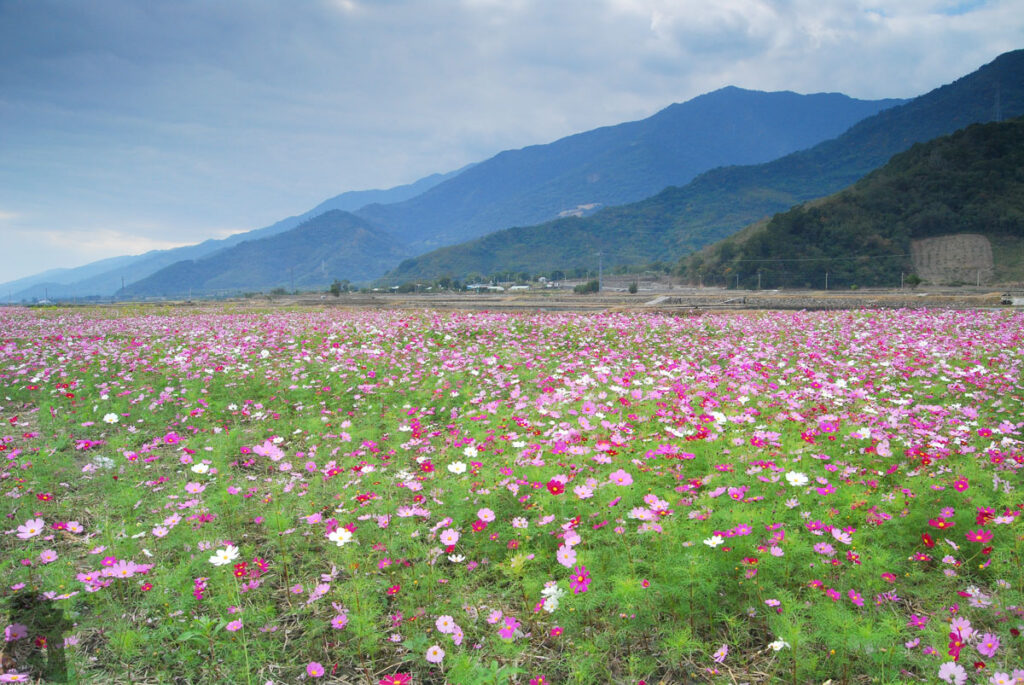 The Splendid Bloom in East Longitudinal Valley (花東縱谷) The bloom in East Longitudinal Valley (Huadong Valley)