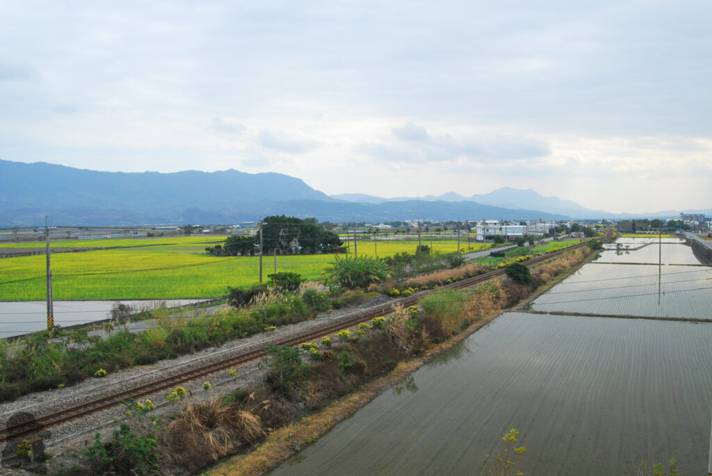 The Splendid Bloom in East Longitudinal Valley (花東縱谷) paddy field