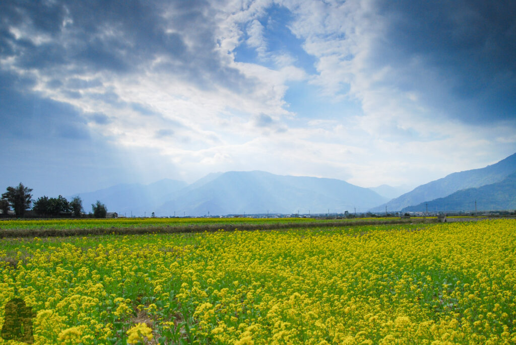 The Splendid Bloom in East Longitudinal Valley (花東縱谷) The bloom in East Longitudinal Valley (Huadong Valley)