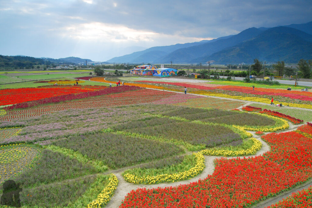The Splendid Bloom in East Longitudinal Valley (花東縱谷) The bloom in East Longitudinal Valley (Huadong Valley)