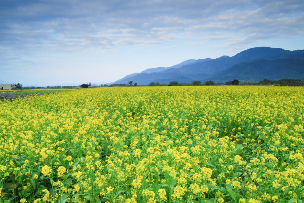 The Splendid Bloom in East Longitudinal Valley (花東縱谷) The bloom in East Longitudinal Valley (Huadong Valley)