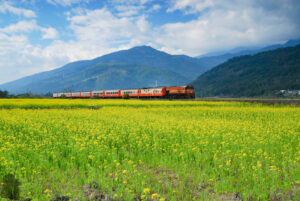 The bloom in East Longitudinal Valley (Huadong Valley)