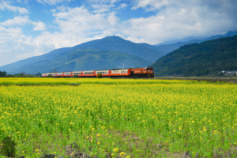 The bloom in East Longitudinal Valley (Huadong Valley)