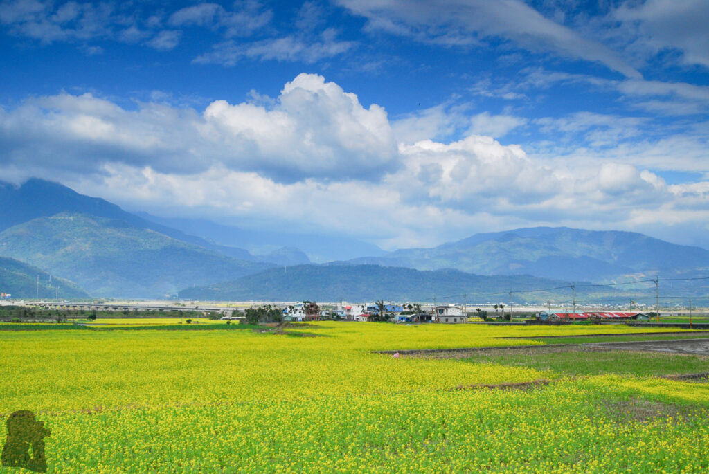 The Splendid Bloom in East Longitudinal Valley (花東縱谷) The bloom in East Longitudinal Valley (Huadong Valley)