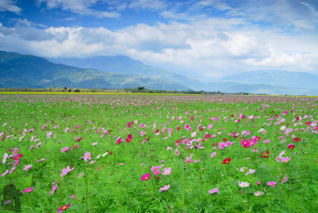 The Splendid Bloom in East Longitudinal Valley (花東縱谷) The bloom in East Longitudinal Valley (Huadong Valley)