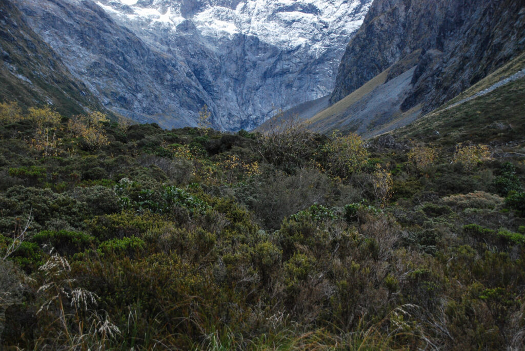 Falls Creek Route, Fiordland, a Tough Bushwhacking Hike on an "Marked" Trail Falls Creek Route