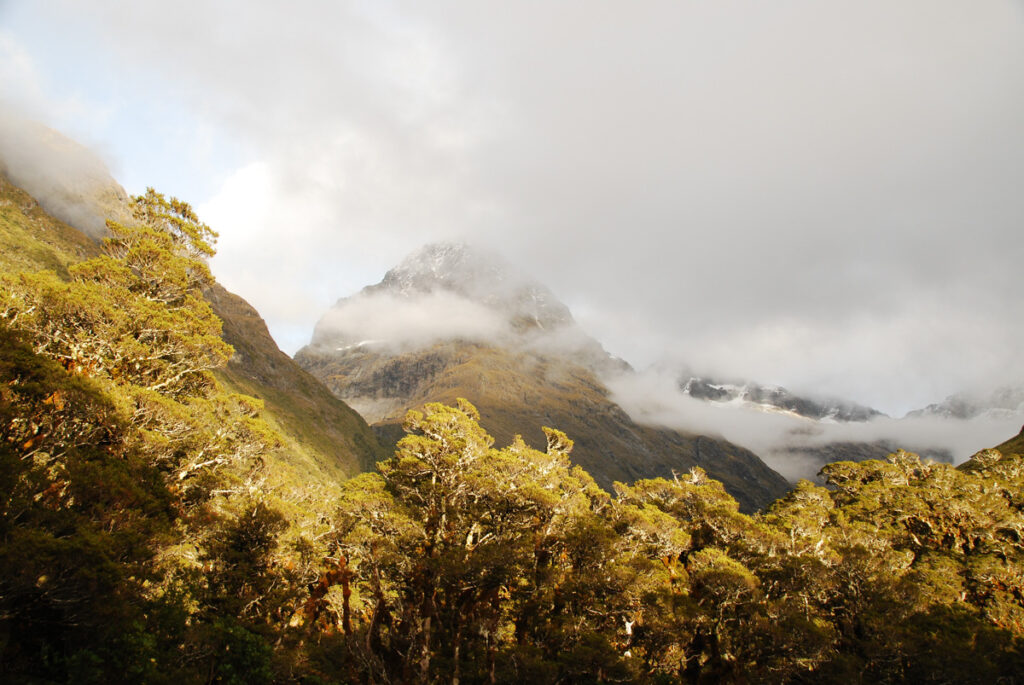 Falls Creek Route, Fiordland, a Tough Bushwhacking Hike on an "Marked" Trail Falls Creek Route