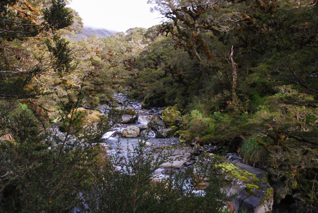 Falls Creek Route, Fiordland, a Tough Bushwhacking Hike on an "Marked" Trail Falls Creek Route