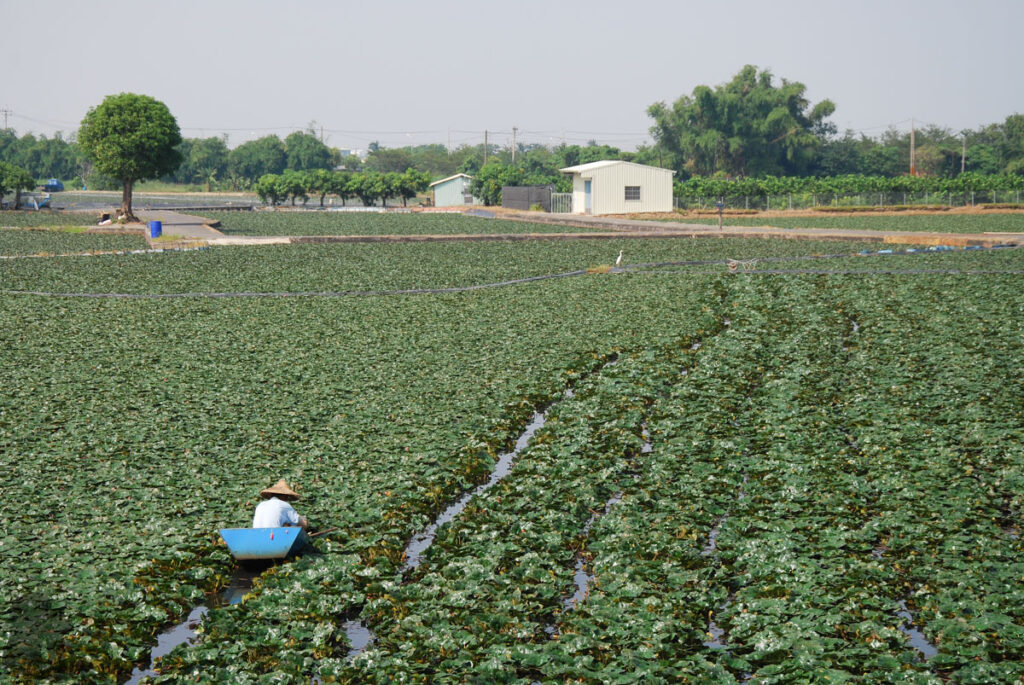 Guantian; Harvesting water caltrop on a small “boat”