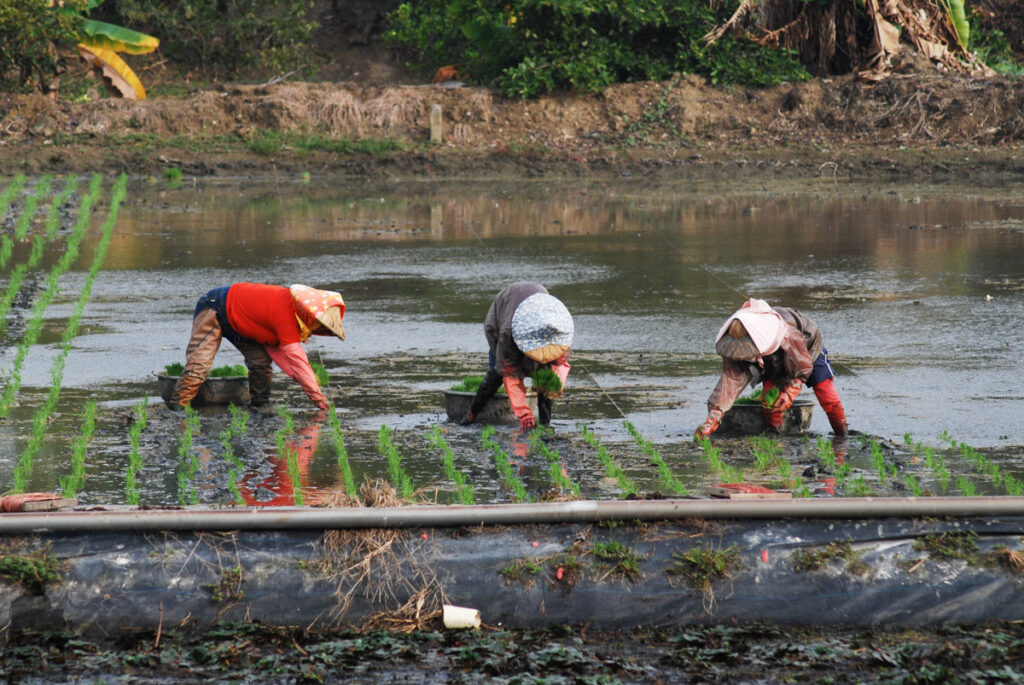 Planting rice seedlings by hands