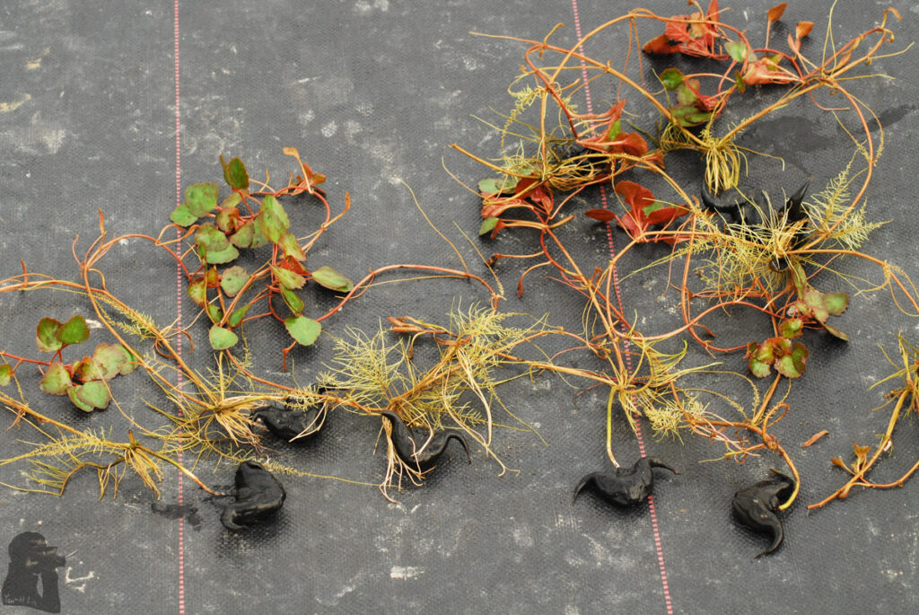 Seedlings of water caltrop