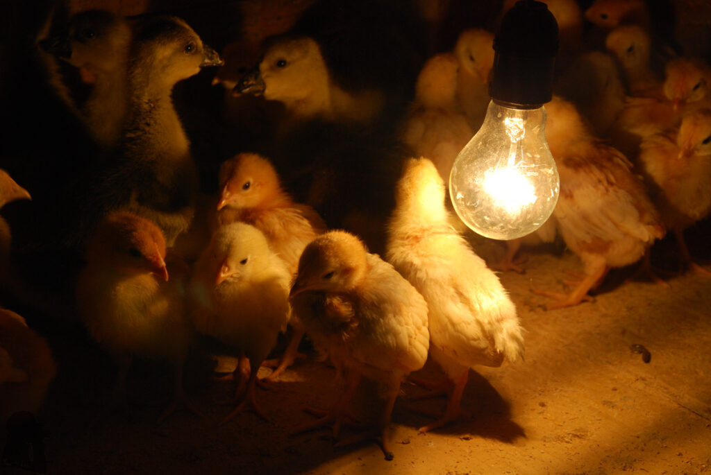 baby chickens and ducks