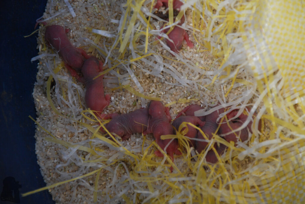 A brood of baby rats found in a barrel of waste rice
