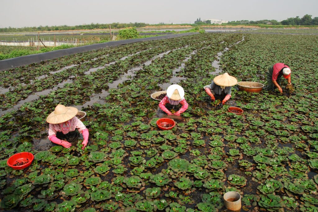 Harvesting water caltrop