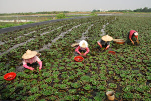 Harvesting water caltrop